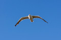 Gull in a glide