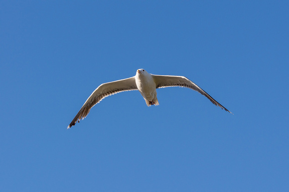 Gull in a glide