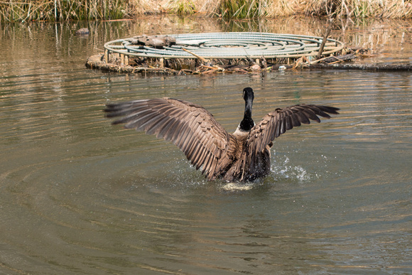 A Canada Goose on Cathedral Pond