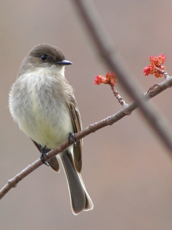 Eastern Phoebe with buds
