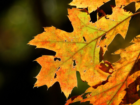 Backlit Oak leaf - Links Pond