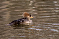 Female Hooded Merganser - Lake Audubon-2