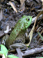 Bull Frog - lovin the mud