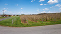 Young apple trees - Marker-Miller Orchards - Rt 622