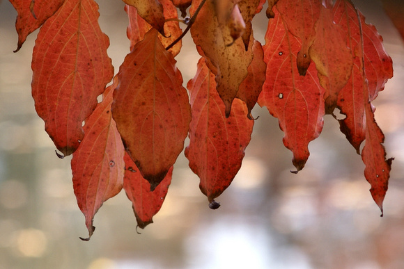 Hanging leaves - Links Pond