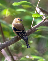 American Goldfinch