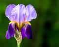 Purple Iris - green background.