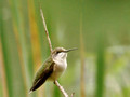 Female Ruby Throated Hummingbird - Links Pond
