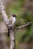 Eastern Phoebe