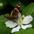 Red Admiral on Blackberry bloom
