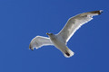A white Gull