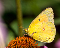 Orange Sulphur butterfly