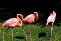 Flamingos at the Philly zoo