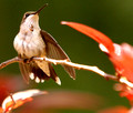 Young male Ruby-Throated Hummingbird - left wing open - Green Mountain NC