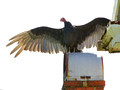 Turkey Vulture on chimney