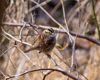 White-throated Sparrow