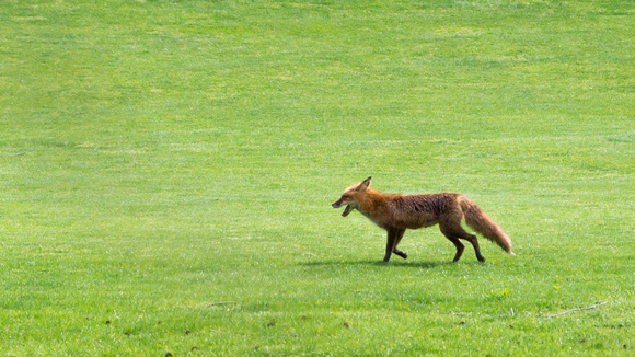 Red Fox on the fairway