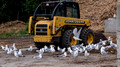 Gulls at the compost pile - Shelburne Farms