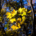 Yellow leaves - Little Stony Man trail