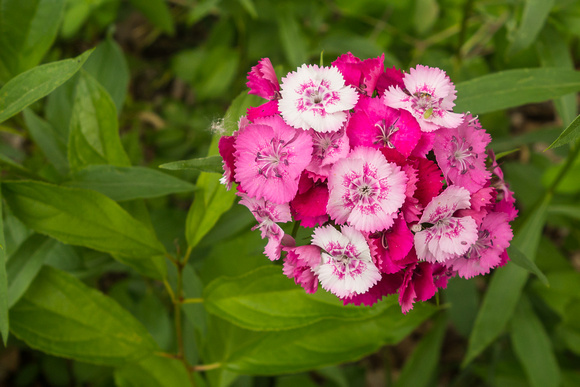 Colorful Wildflower - Charlotte Park, Charlotte, VT