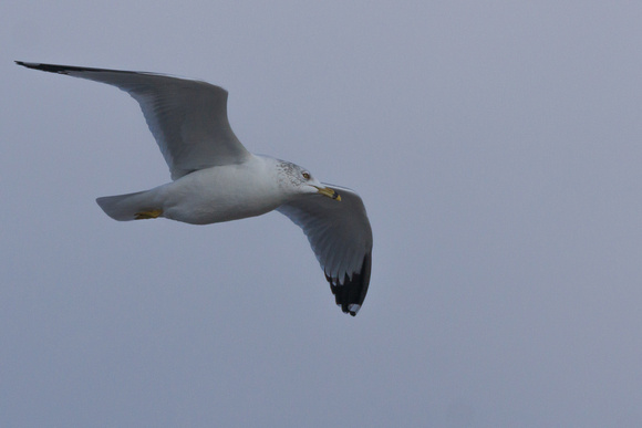 Ring-billed Gull flyby - Bethany Beach