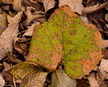 Julie's Sycamore leaf