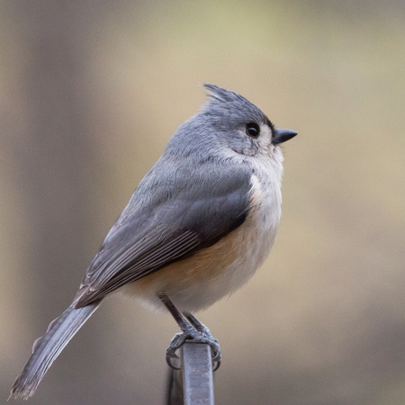 Tufted Titmouse out back