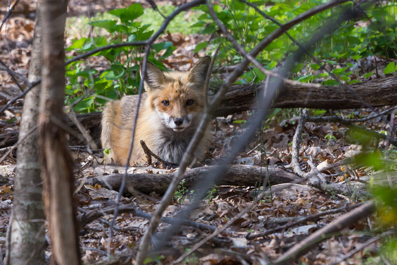 Red Fox through dead branches