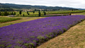 Lavender at King Estate Winery