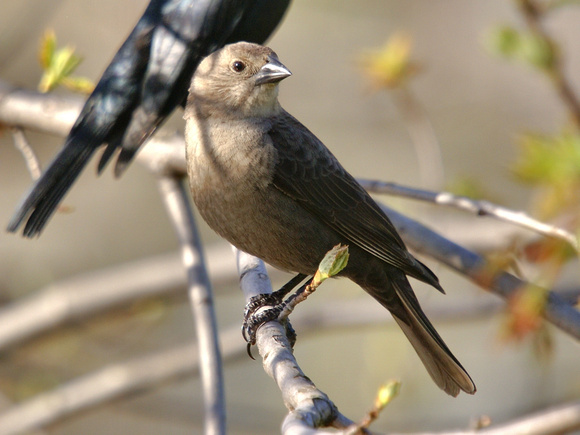 Female Brown-headed Cowbird - suitor in background
