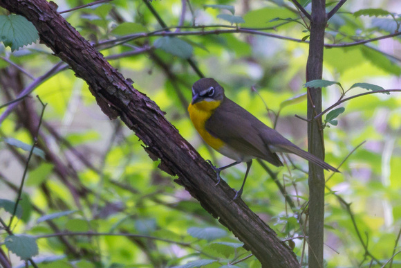 Yellow-breasted Chat