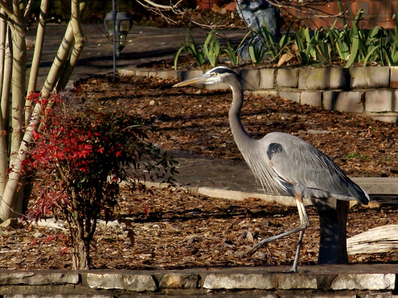 GBH Strolling the seawall - Lake Balboa, HSV, AR