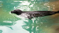 Seal at Bahia