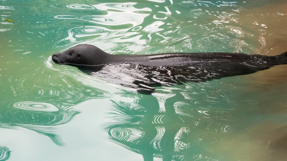 Seal at Bahia