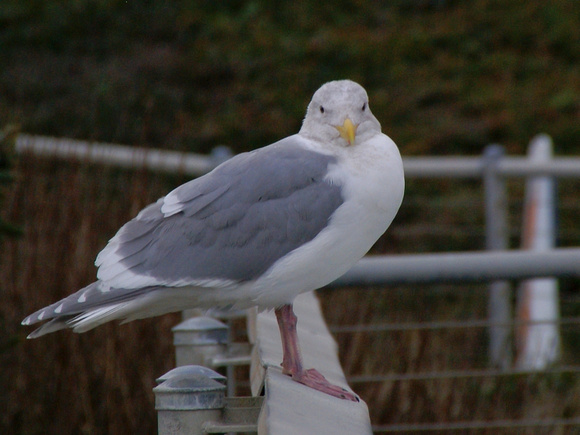 Western Gull - Yaquine Head Oregon