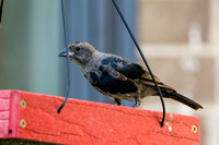 Brown-headed Cowbird