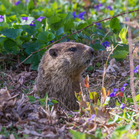 Groundhog with wildflowers