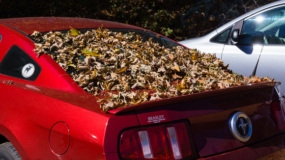 Leaves on a Mustang - Little Stony Man trailhead