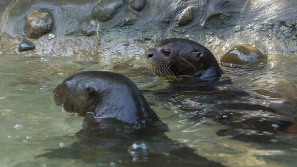 Giant Otters