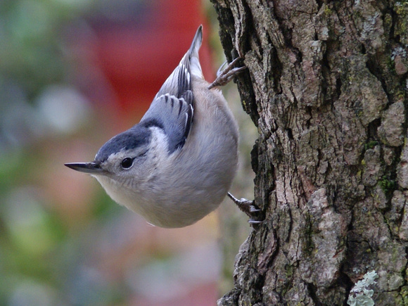 White-breasted Nuthatch on Dogwood
