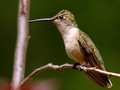 Female Ruby-Throated Hummingbird - perched 2 - Green Mountain NC