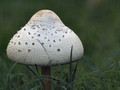 A lonely Toad Stool