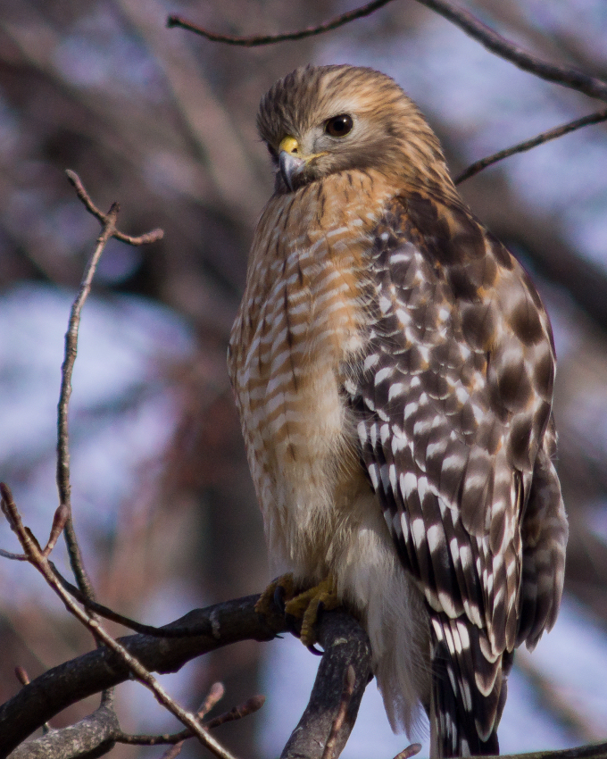 Weekly Wildlife Thread: February 12th - February 18th: Sony Alpha SLR ...